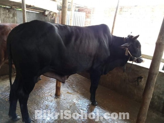 Silsela Agro Cow - 03